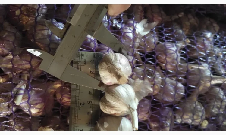 Часник на продаж - фото № 4