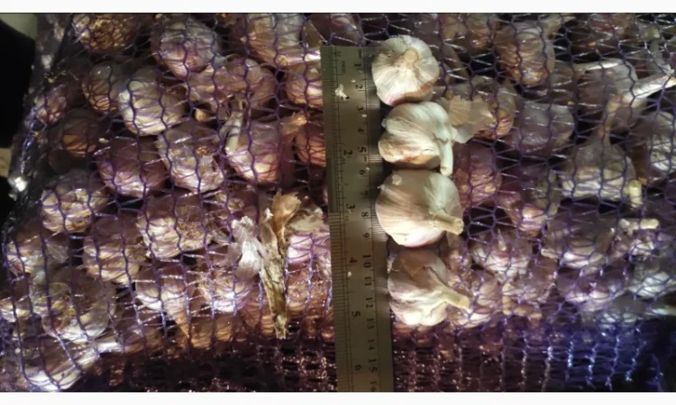 Часник на продаж - фото № 5