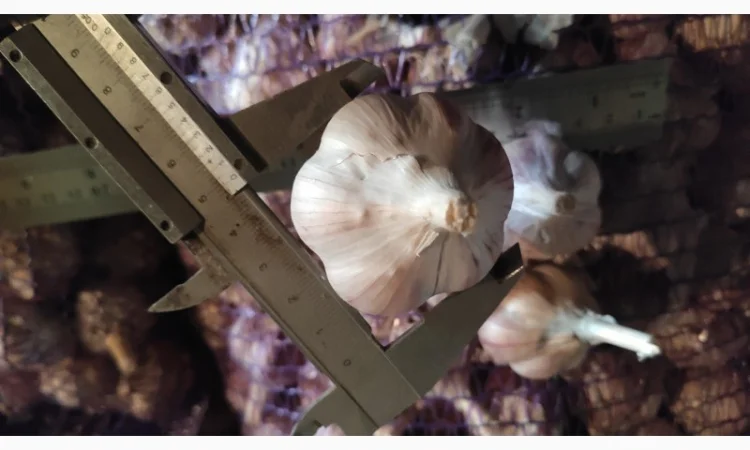 Часник на продаж - фото № 1