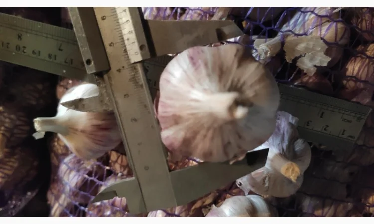 Часник на продаж - фото № 2