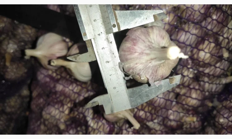 Часник на продаж - фото № 3