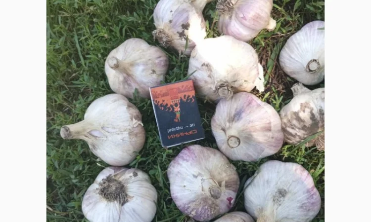 Часник дюшес 2 репродукція на продажу - фото № 1