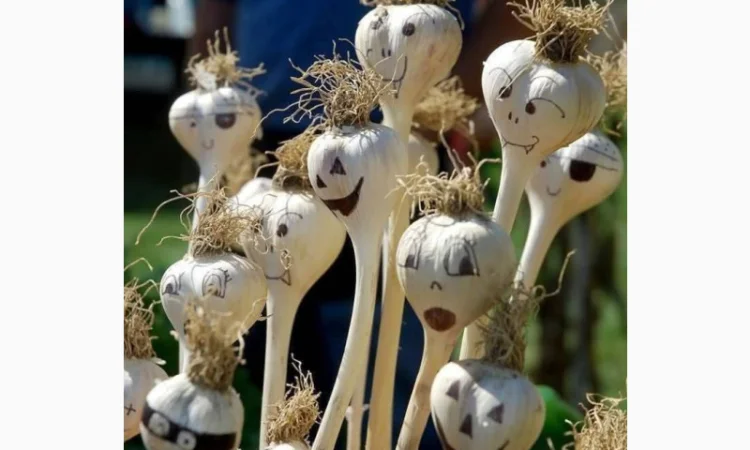 Продажа Воздушки часнику Любаша - фото № 1