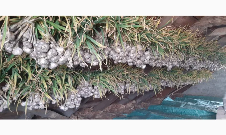 Продажа Воздушки часнику Любаша - фото № 2