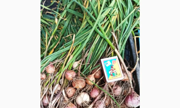 Продажа Воздушки часнику Любаша - фото № 3