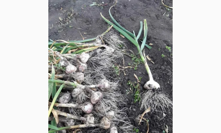 Продажа Воздушки часнику Любаша - фото № 4