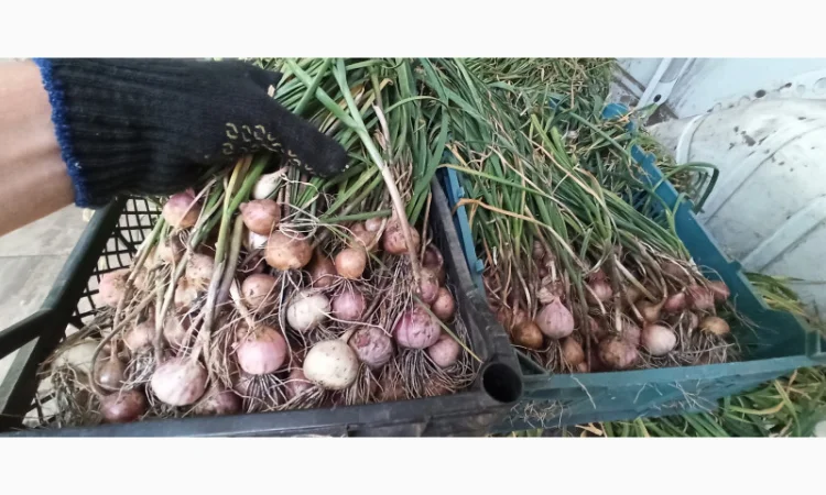 Продажа Воздушки часнику Любаша - фото № 5