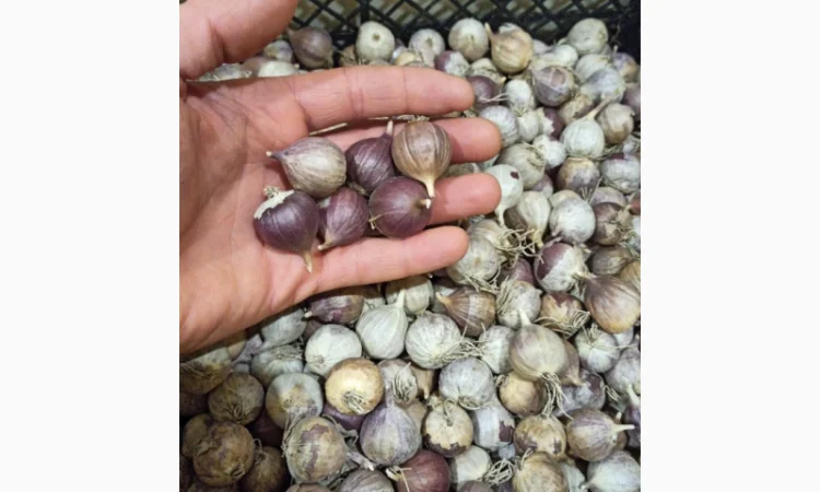 Продажа Воздушки часнику Любаша - фото № 6