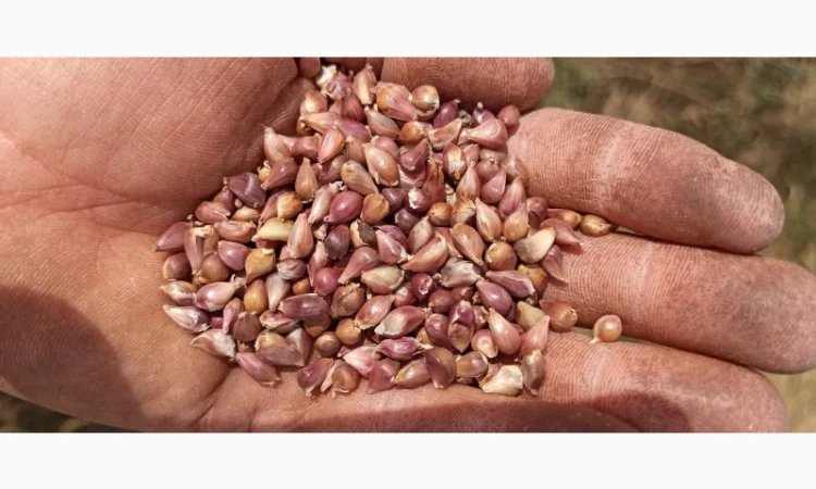 Продажа Воздушки часнику Любаша - фото № 7