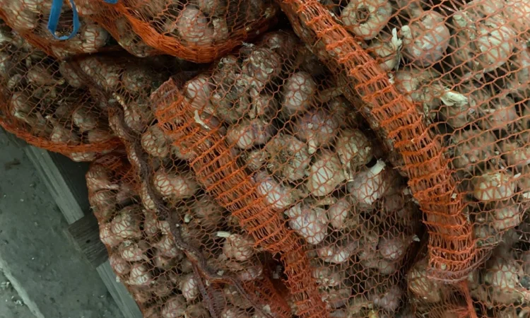 Чеснок сорт Любаша на продажу - фото № 1