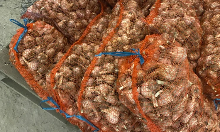 Чеснок сорт Любаша на продажу - фото № 2