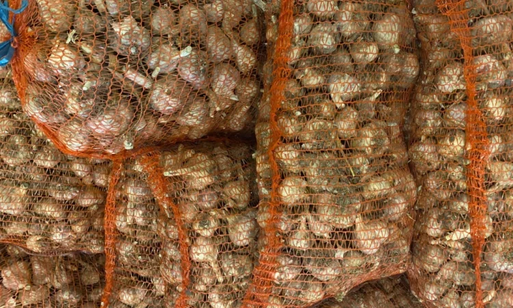 Чеснок сорт Любаша на продажу - фото № 3