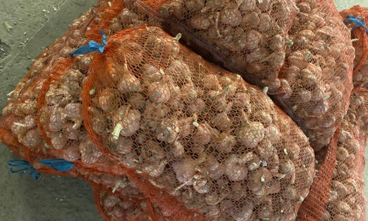 Чеснок сорт Любаша на продажу - фото № 4