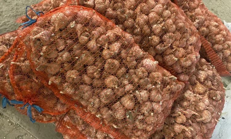 Чеснок сорт Любаша на продажу - фото № 5