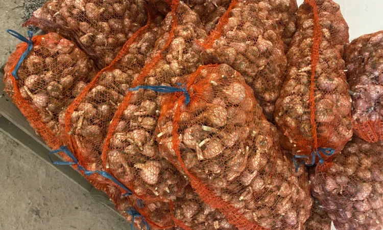 Чеснок сорт Любаша на продажу - фото № 6