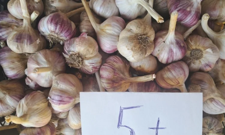 Продаж озимого часнику сорту Любаша - фото № 1