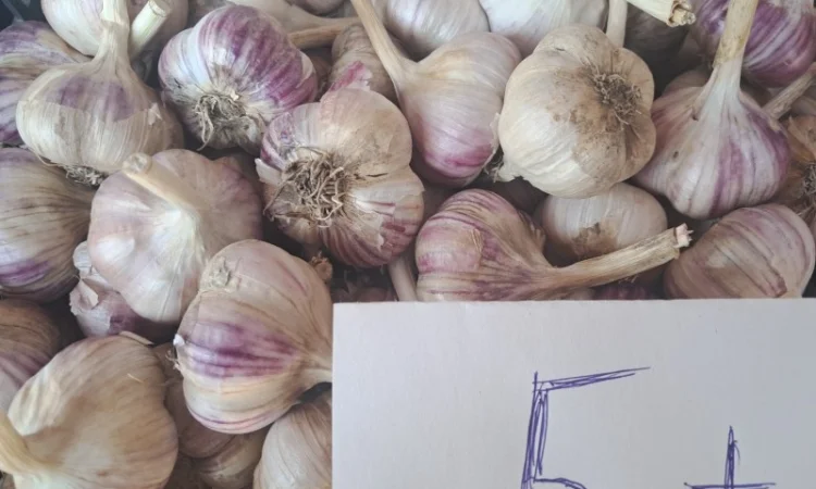 Продаж озимого часнику сорту Любаша - фото № 2