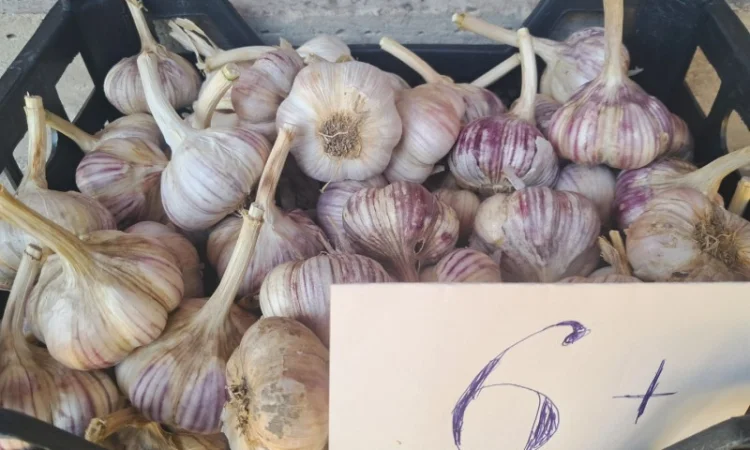 Продаж озимого часнику сорту Любаша - фото № 4