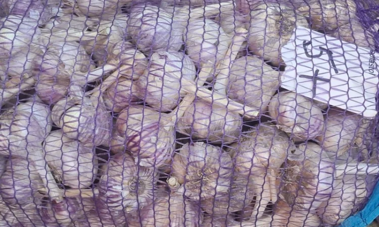 Продаж озимого часнику сорту Любаша - фото № 6