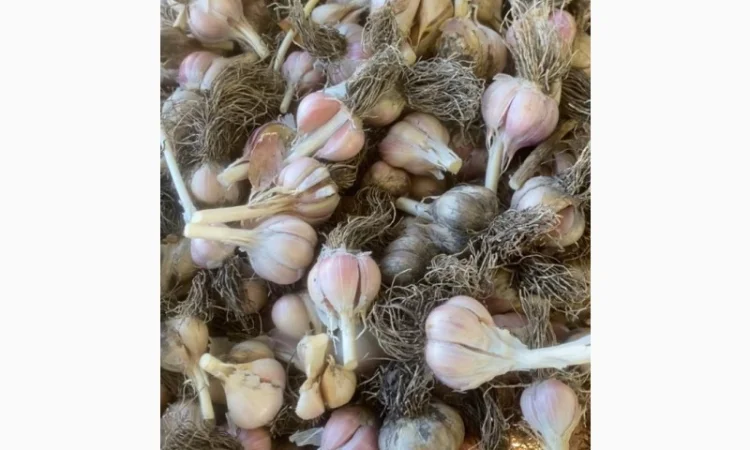 Часник на переробку - фото № 1