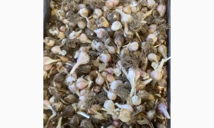 Часник на переробку - фото № 2