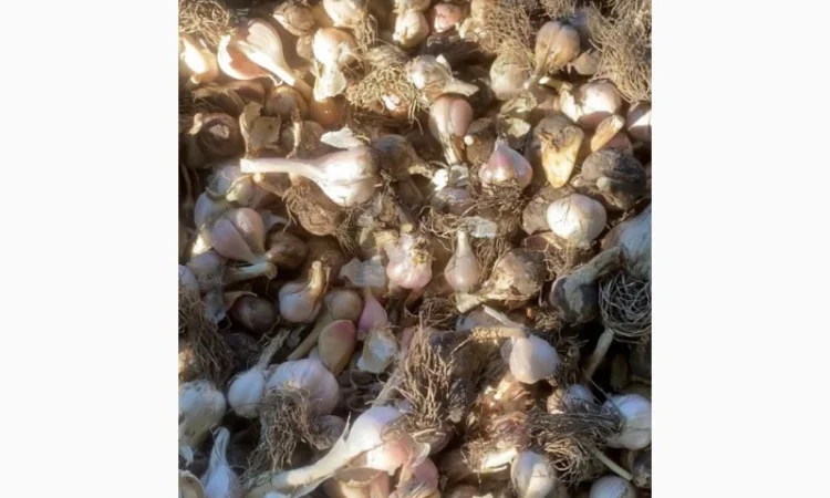 Часник на переробку - фото № 3