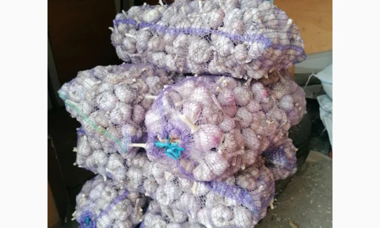 Часник сорту Любаша на продаж - фото № 1