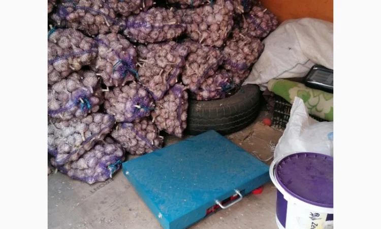 Часник сорту Любаша на продаж - фото № 2