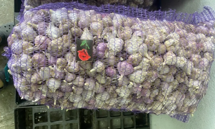 Часник озимий на продаж - фото № 8