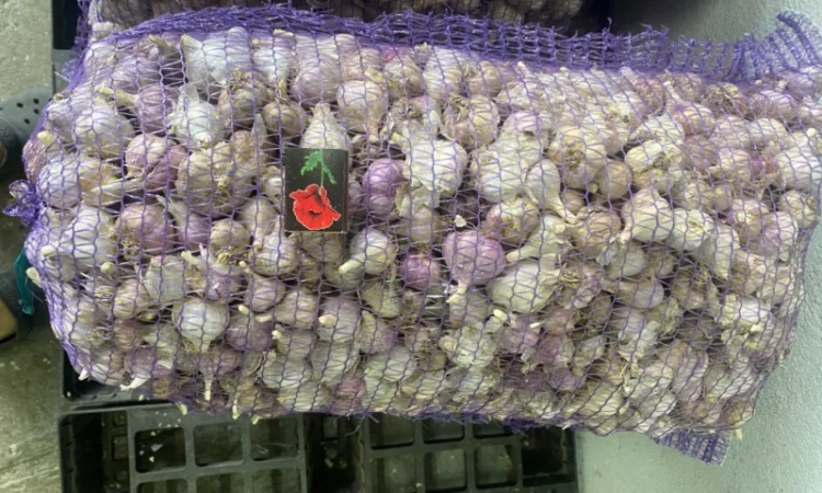 Часник озимий на продаж - фото № 9