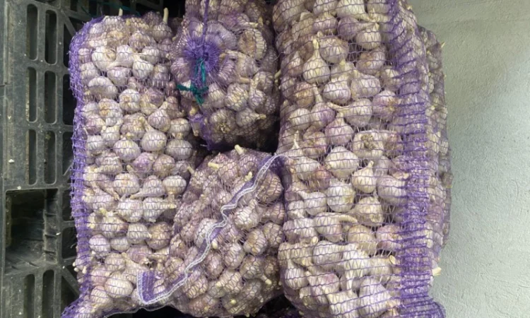 Часник озимий на продаж - фото № 10