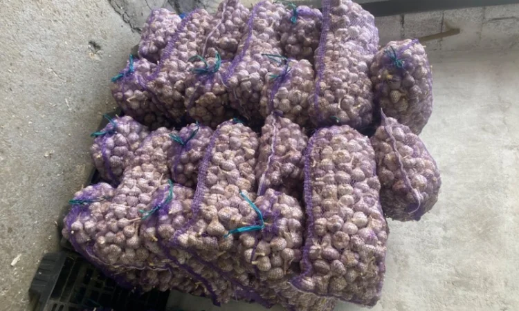 Часник озимий на продаж - фото № 11