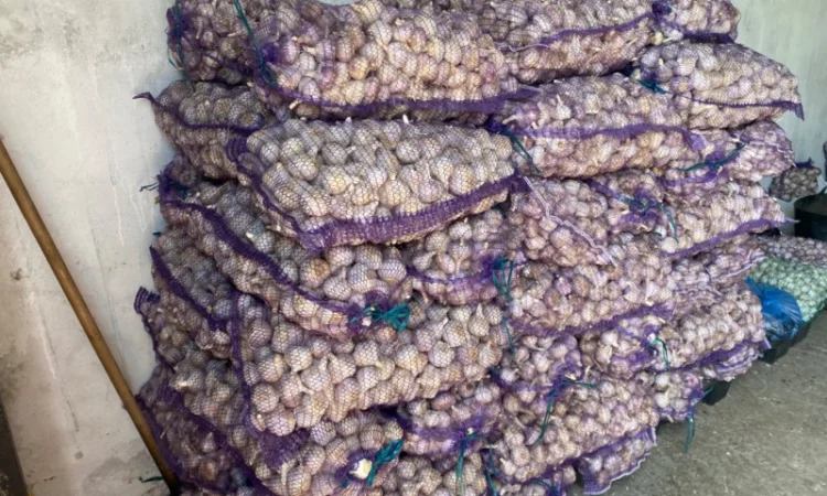 Часник озимий на продаж - фото № 1