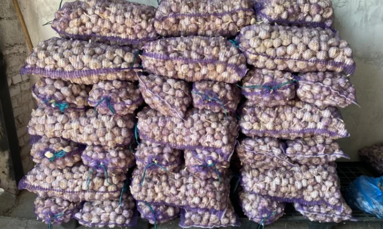 Часник озимий на продаж - фото № 2