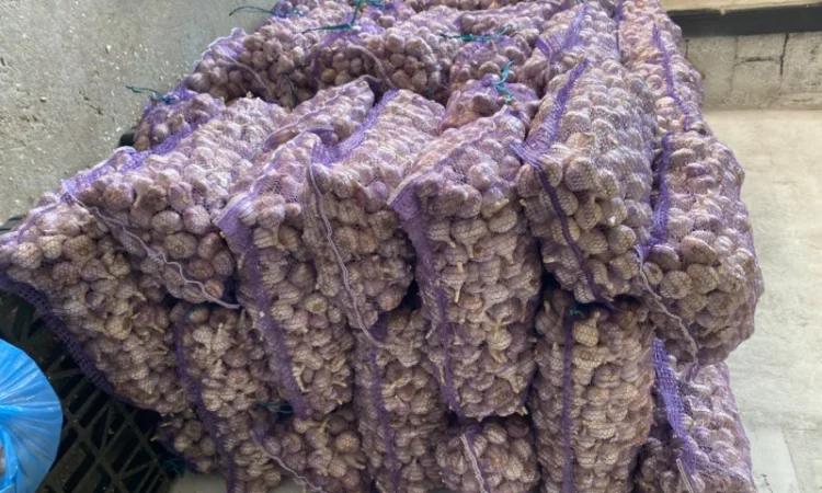 Часник озимий на продаж - фото № 3