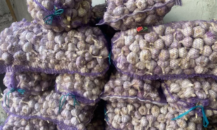 Часник озимий на продаж - фото № 4