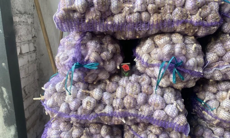 Часник озимий на продаж - фото № 5