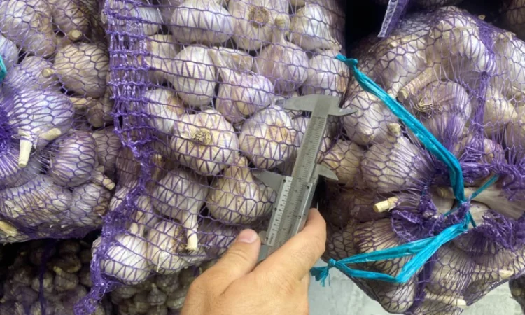 Часник озимий на продаж - фото № 6