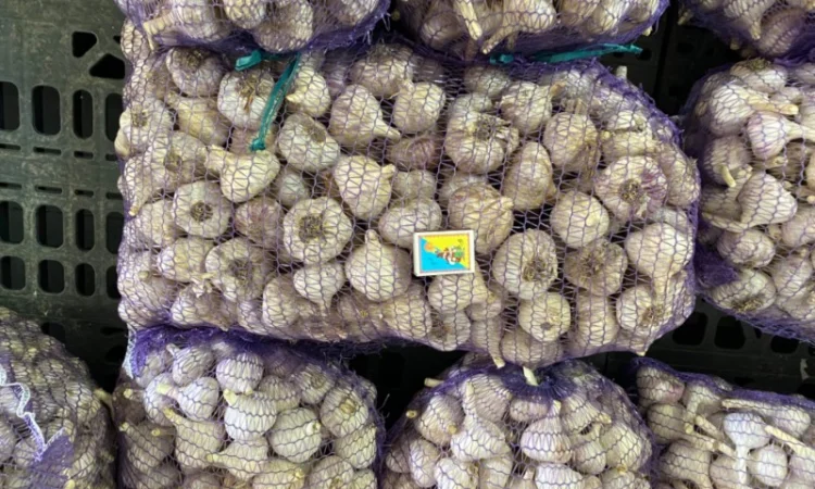 Часник озимий на посадку - фото № 1