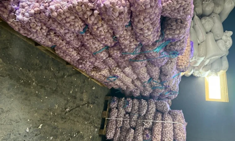 Часник озимий на посадку - фото № 3