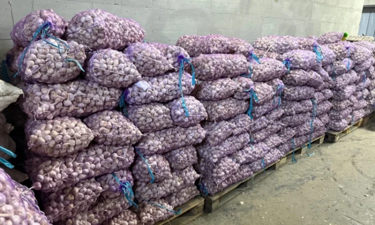 Часник озимий на посадку - фото № 4