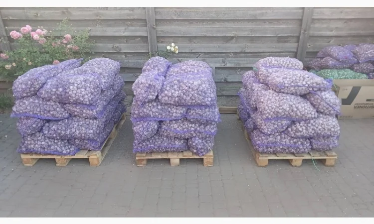 Продаю чеснок сортів Любаша, Дюшес, Ірен - фото № 1