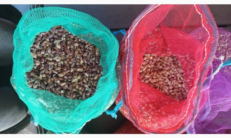 Продаю чеснок сортів Любаша, Дюшес, Ірен - фото № 6