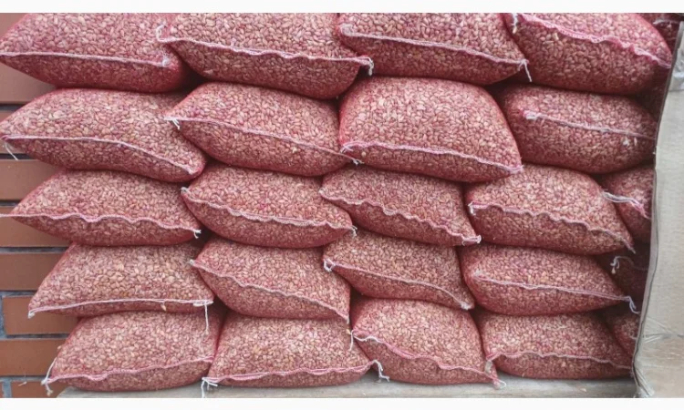 Продаю чеснок сортів Любаша, Дюшес, Ірен - фото № 5