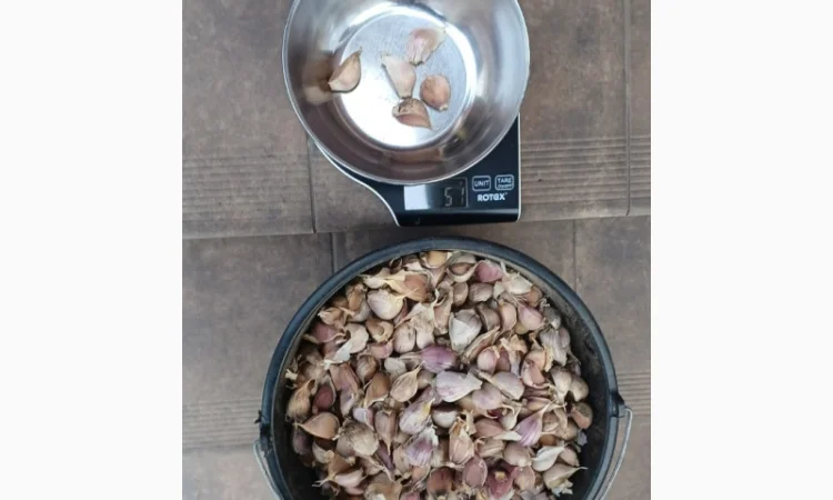 Продаю чеснок сортів Любаша, Дюшес, Ірен - фото № 2