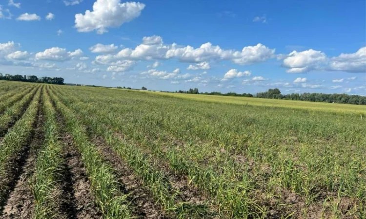 Продаю чеснок сортів Любаша, Дюшес, Ірен - фото № 4