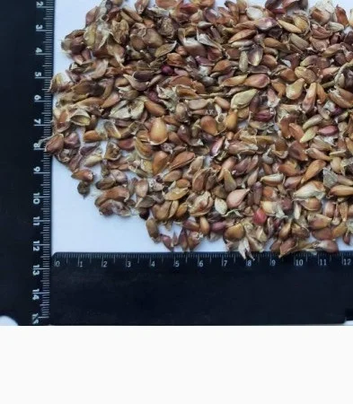 Воздушка чеснока сорта Любаша на продажу - фото № 1