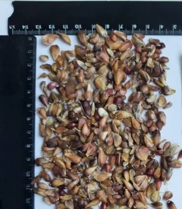 Воздушка чеснока сорта Любаша на продажу - фото № 2