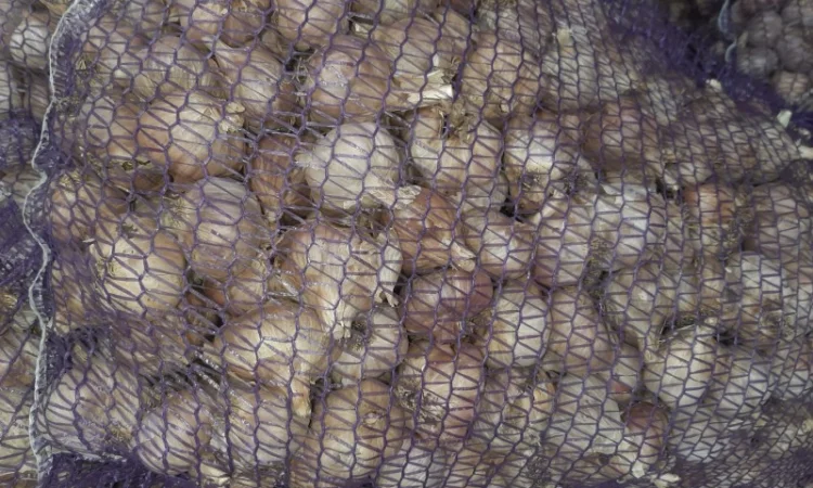 Часник сорт Дюшес 2025 року - фото № 2