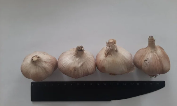 Часник сорт Дюшес 2025 року - фото № 3